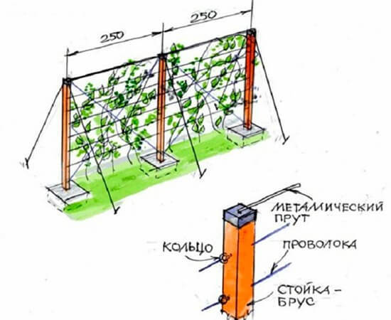 Схема размещения шпалерных столбов для винограда